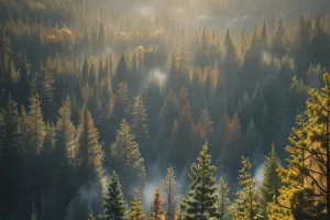 Mystical Forest 4K