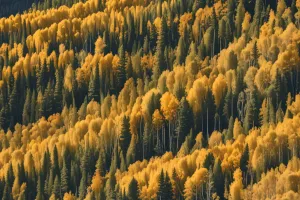 Aspen Forest 4K