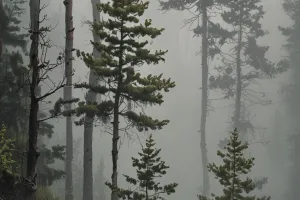 Misty Pine Forest 4K