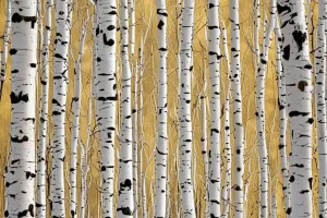 Birch Forest 4K