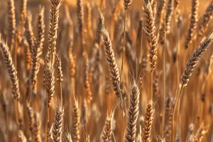 Wheat Field 4K