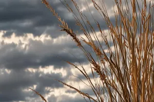 Wind-Swept Coastal Grasslands