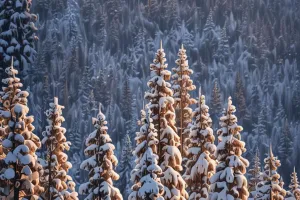 Snowy Pine Forest Twilight