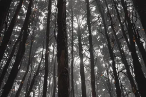 Dark Vertical Forest Depths