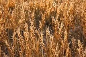 Vertical Golden Field Breeze