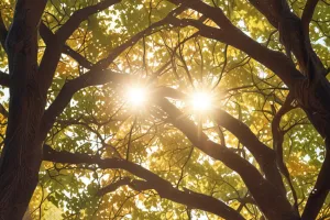 Golden Hour Backyard Trees