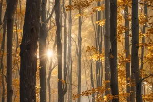 Autumn Forest Morning Light