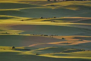 Rolling Green Hills Sunset