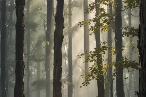 Cozy Forest Morning Calm