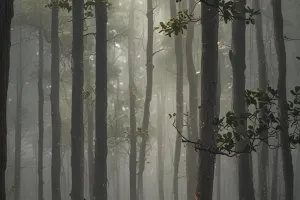 Misty Pine Forest Dawn