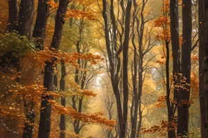 Autumn Forest Path