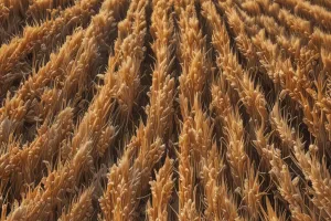 Golden Wheat Field Breeze