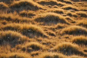 Highland Meadow Morning Light
