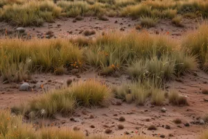 Sunset Over Grass Plains